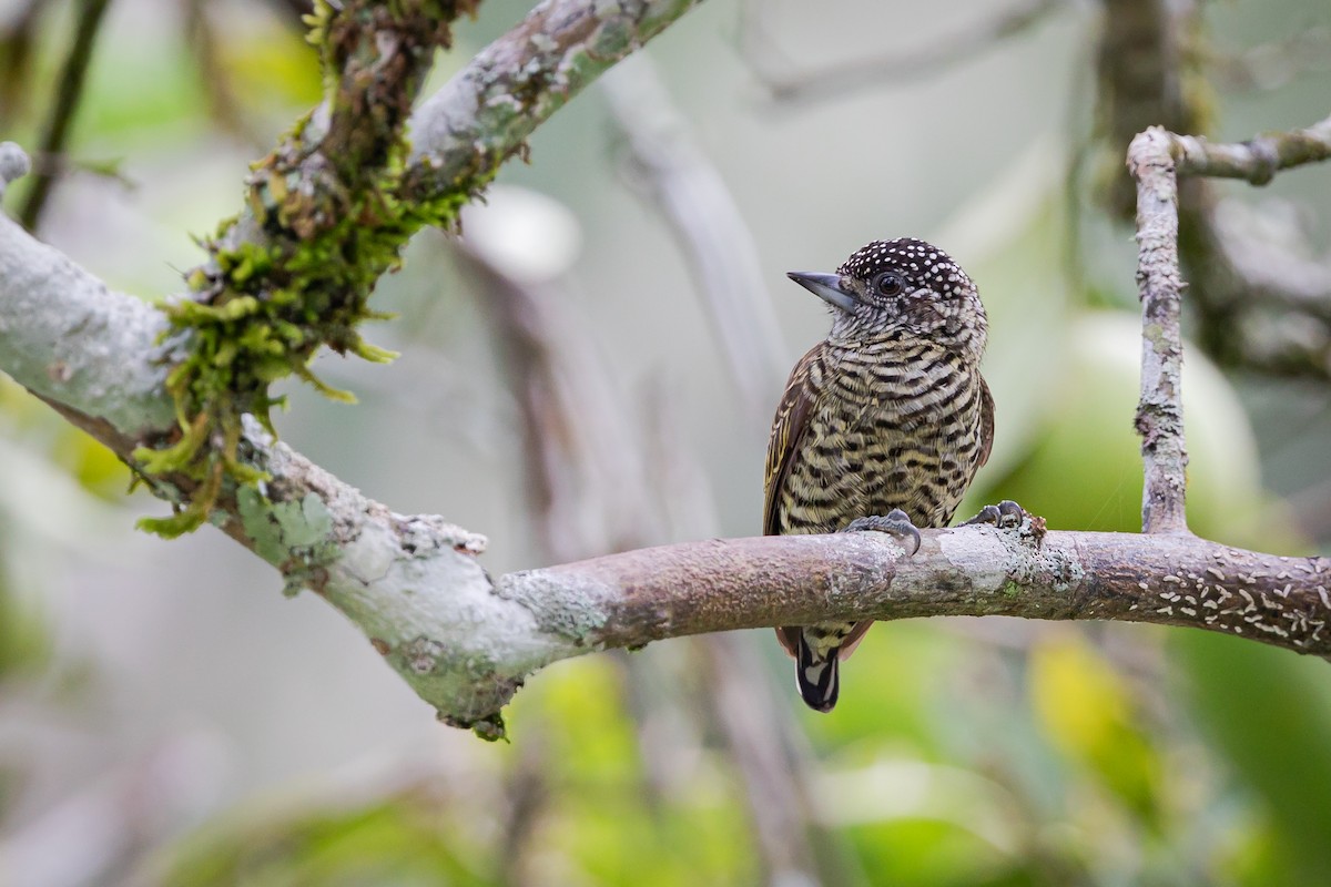 Lafresnaye's Piculet - ML450486611