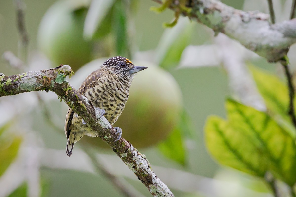 Lafresnaye's Piculet - Miguel Lezama - Tanager Tours