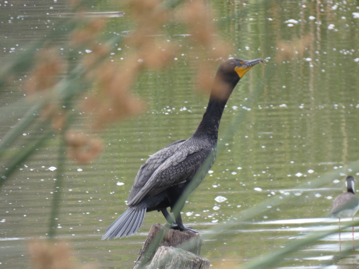 Double-crested Cormorant - ML450486711