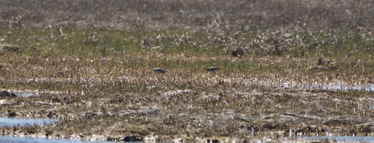 Semipalmated Sandpiper - ML450487541
