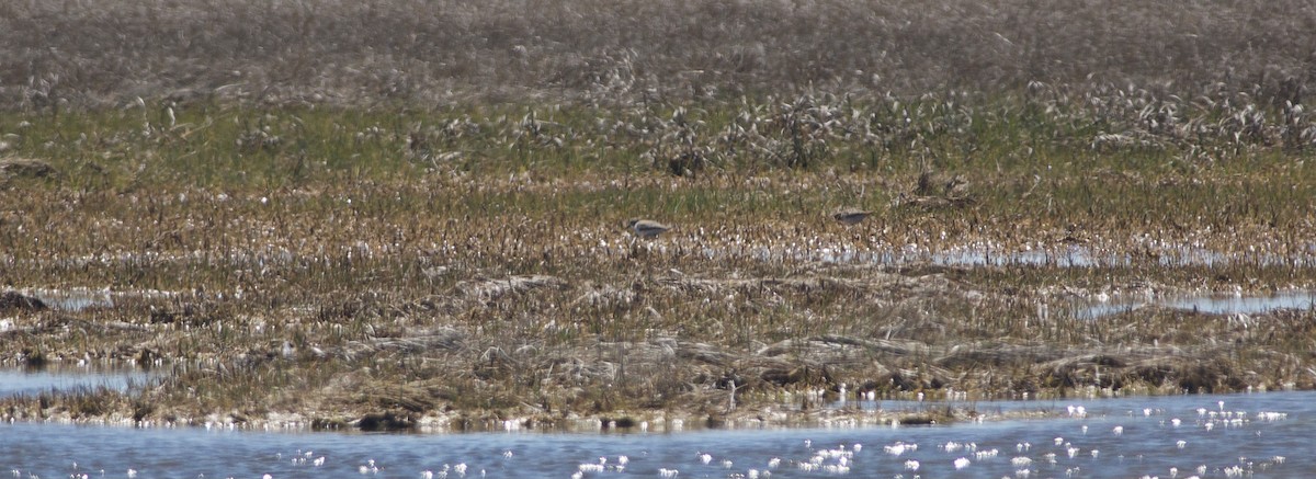 Semipalmated Sandpiper - ML450487571