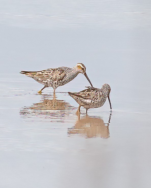 Stilt Sandpiper - ML450487931