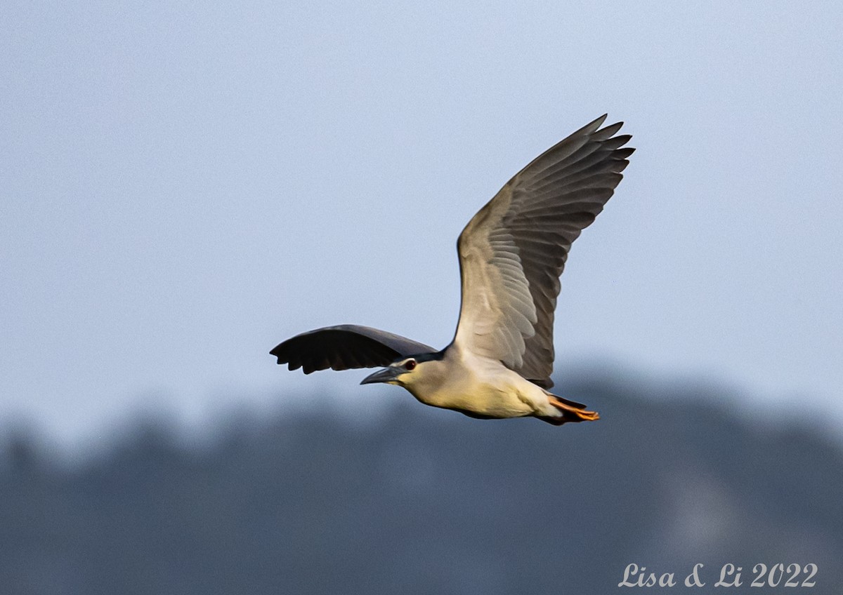 Black-crowned Night Heron - ML450490151