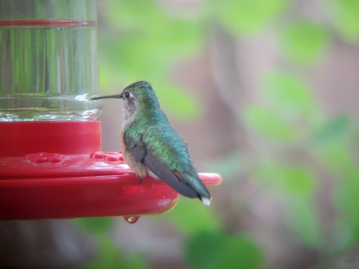 Broad-tailed Hummingbird - ML450490441