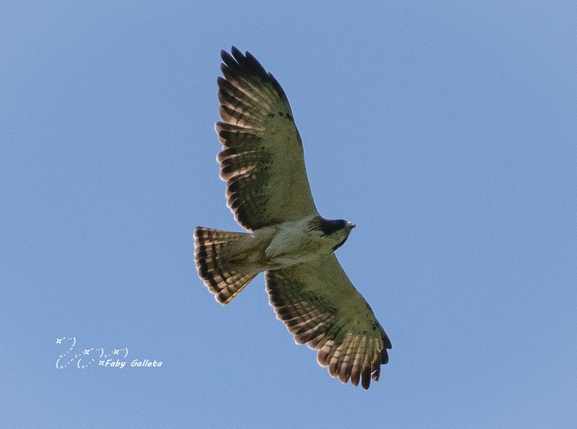 Short-tailed Hawk - ML450490991