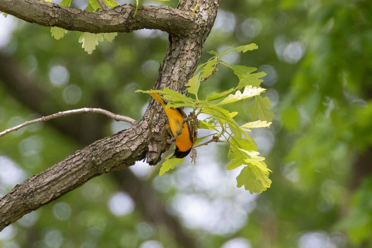 Baltimore Oriole - ML450491401