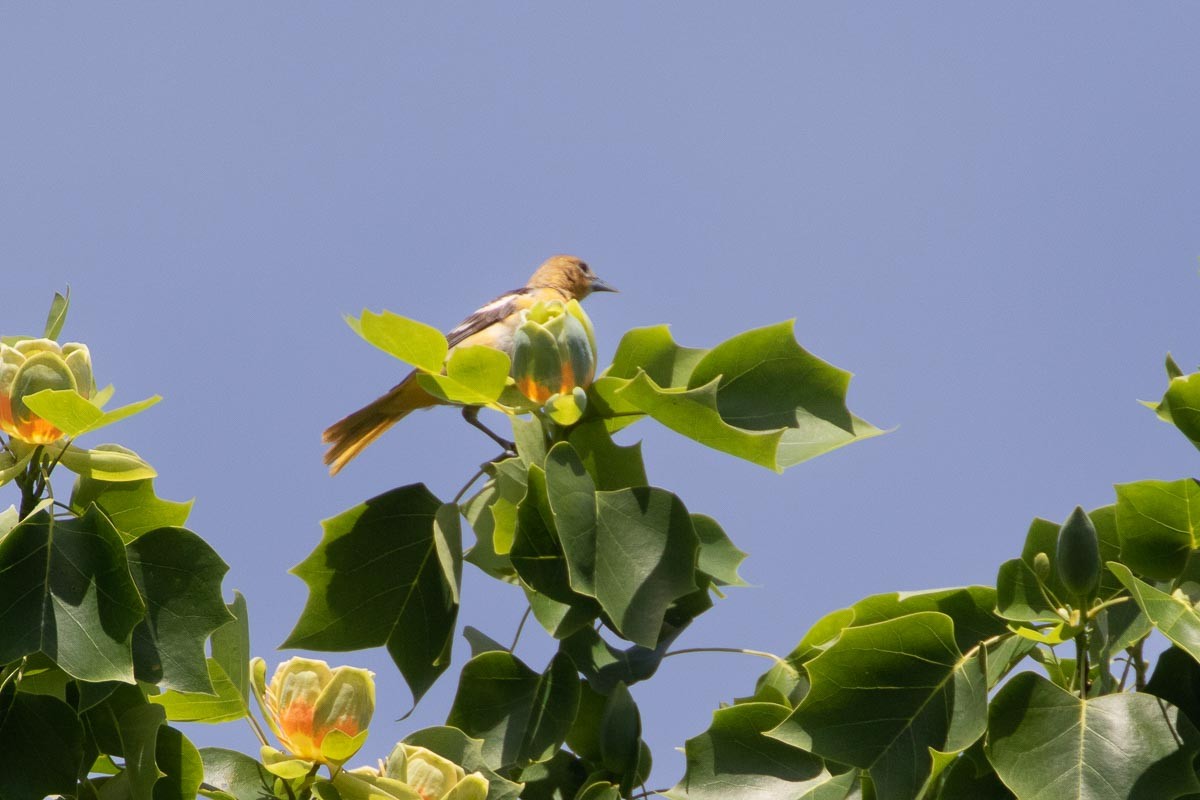 Baltimore Oriole - ML450491411