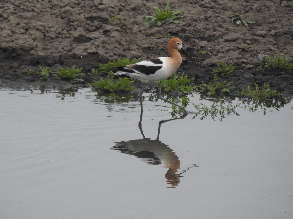 American Avocet - ML450492921