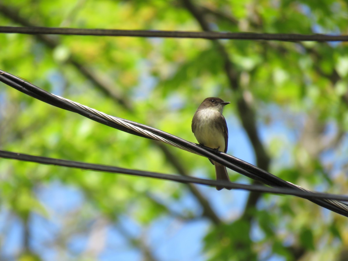 Eastern Phoebe - ML450494591