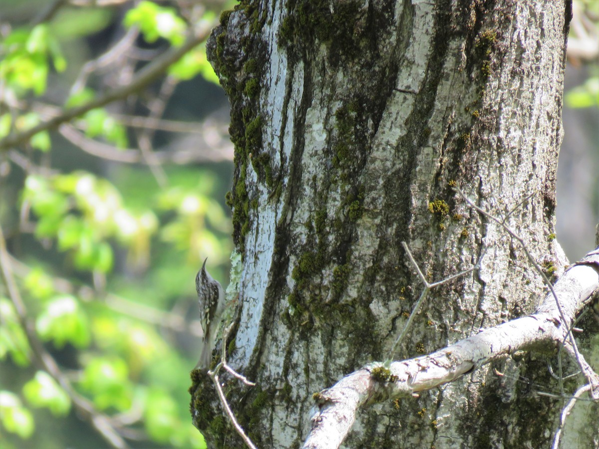 Brown Creeper - ML450494781