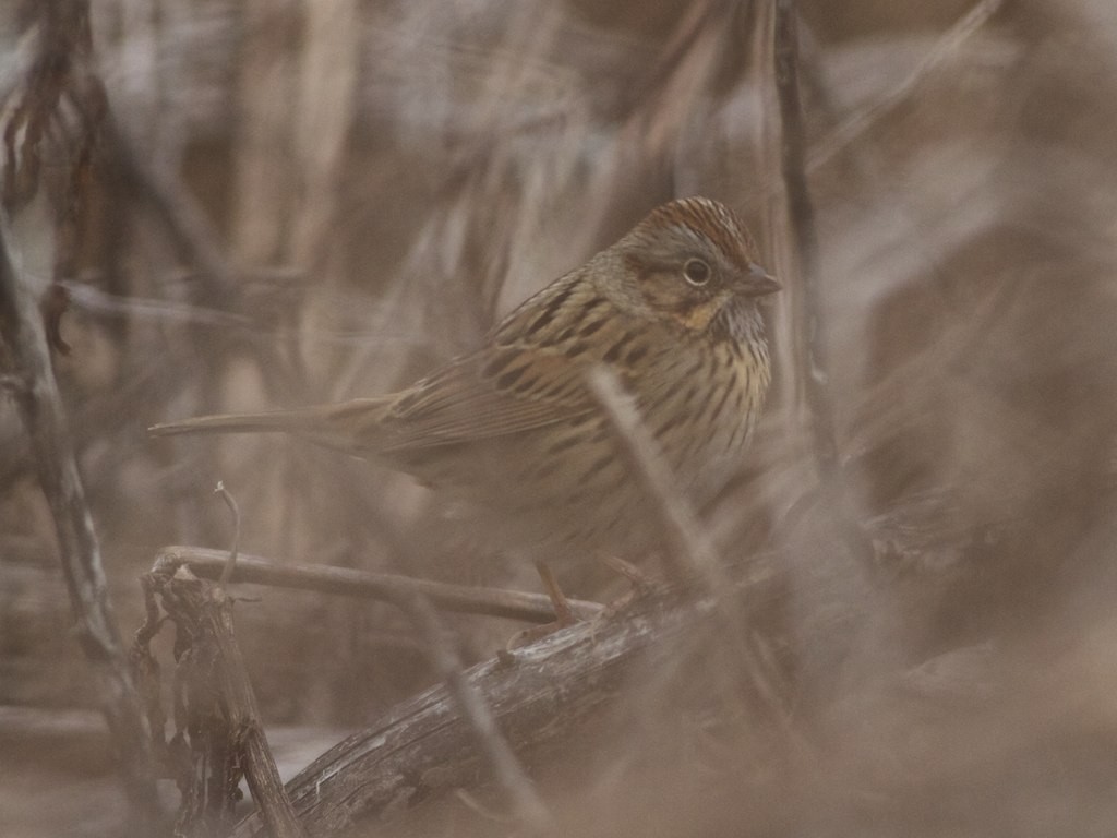 Lincoln's Sparrow - ML45049481