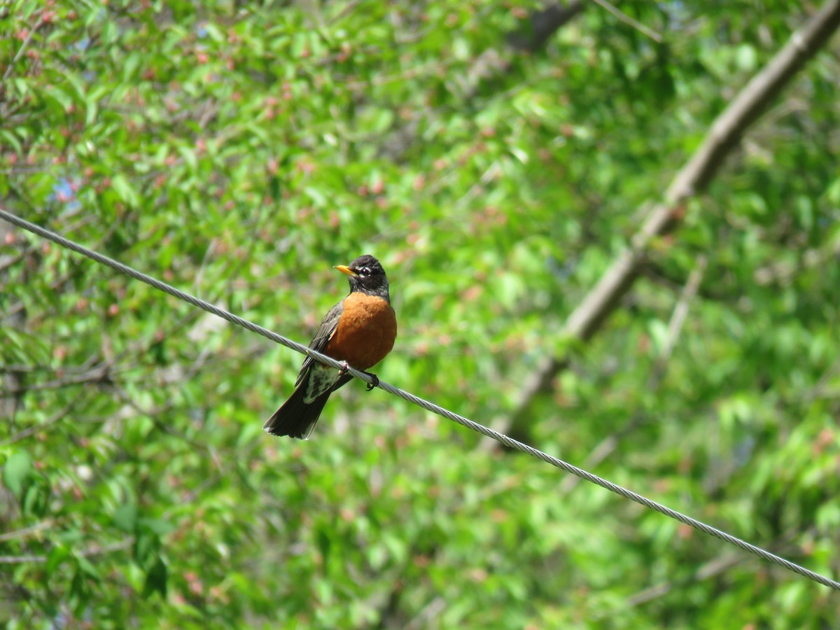 American Robin - ML450494811