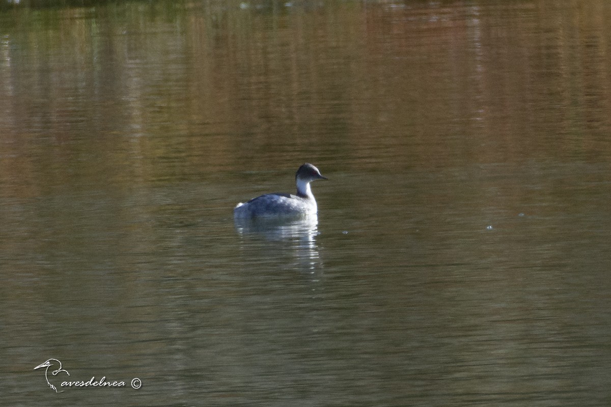 Silvery Grebe - ML450497171