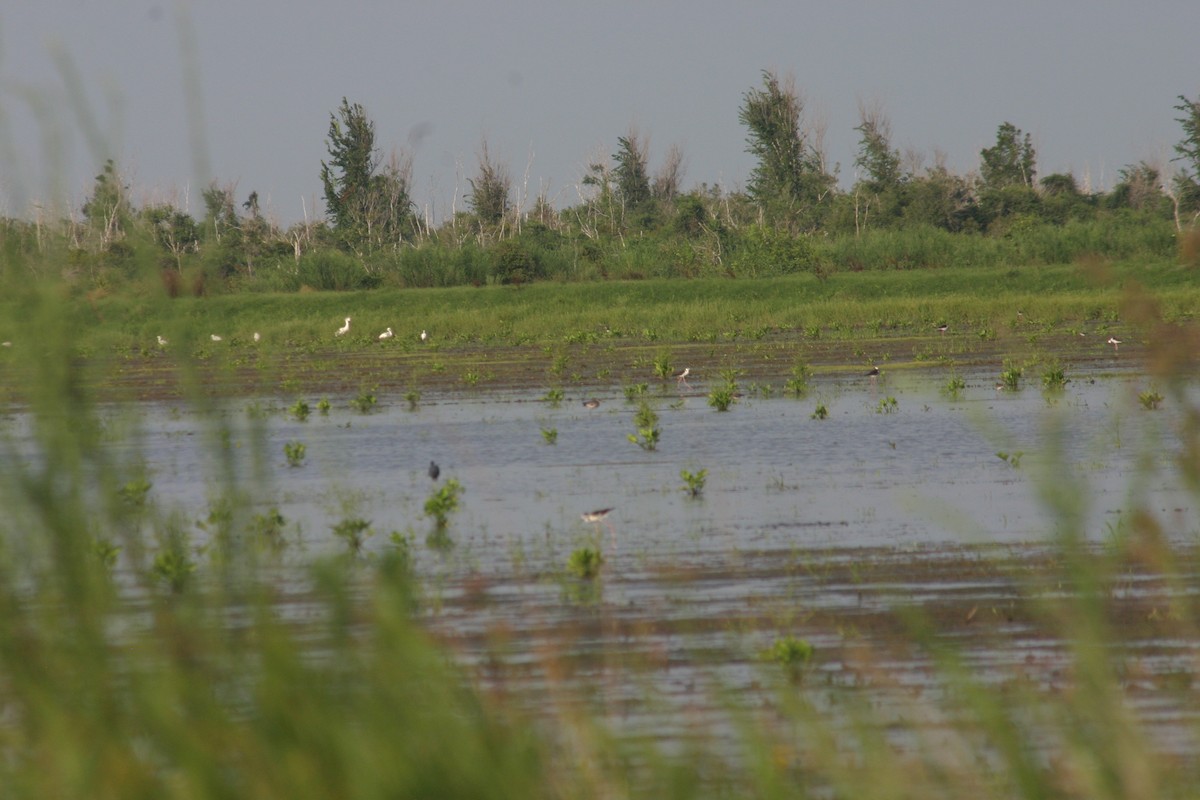 Black-tailed Godwit (European) - ML45049751