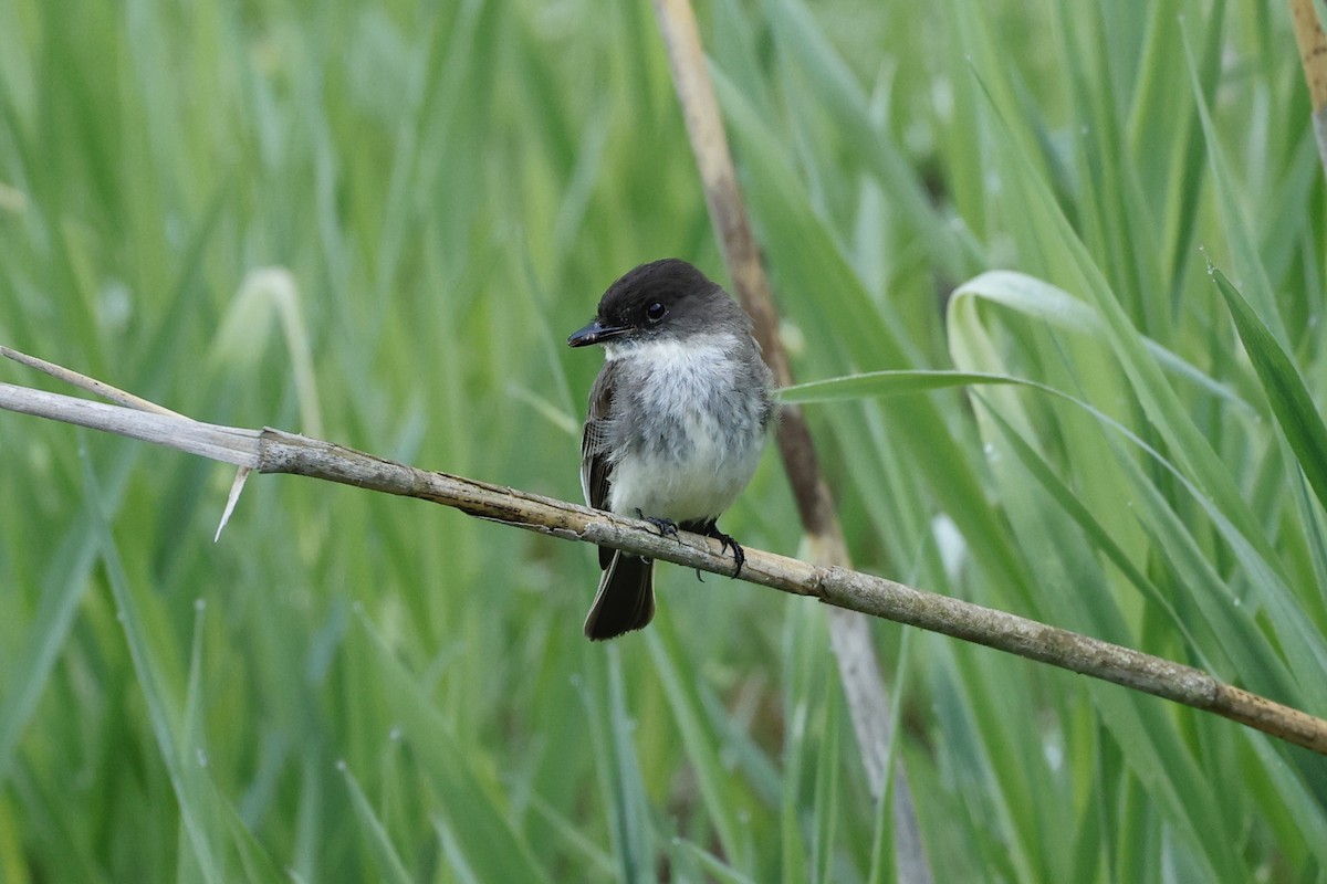 Eastern Phoebe - ML450497881