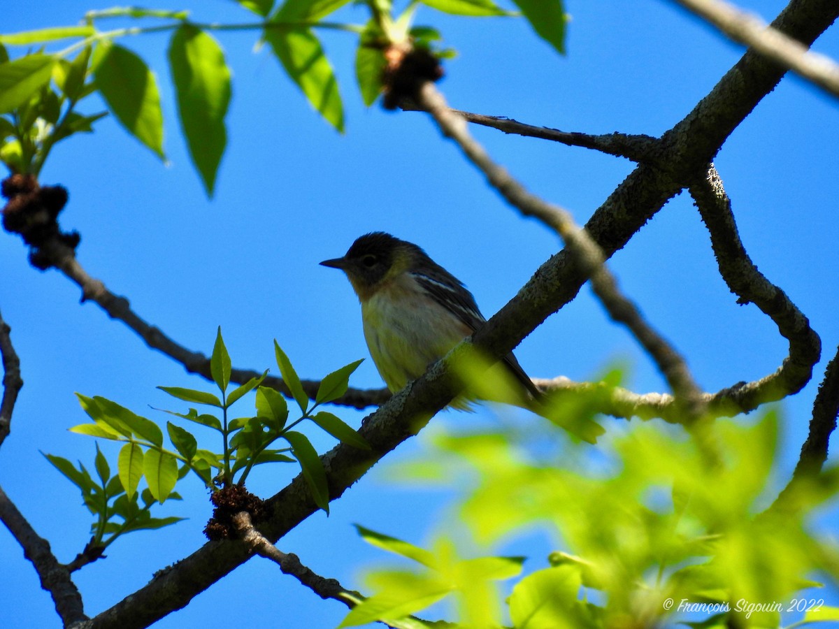 Bay-breasted Warbler - ML450498001