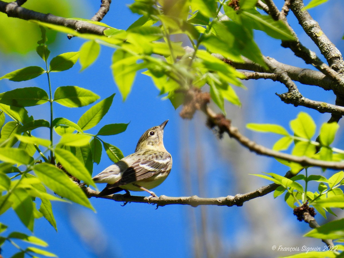 Bay-breasted Warbler - ML450498031