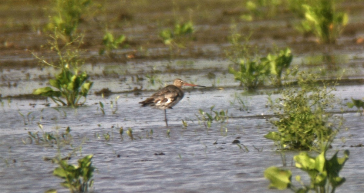 Black-tailed Godwit (European) - ML45049811