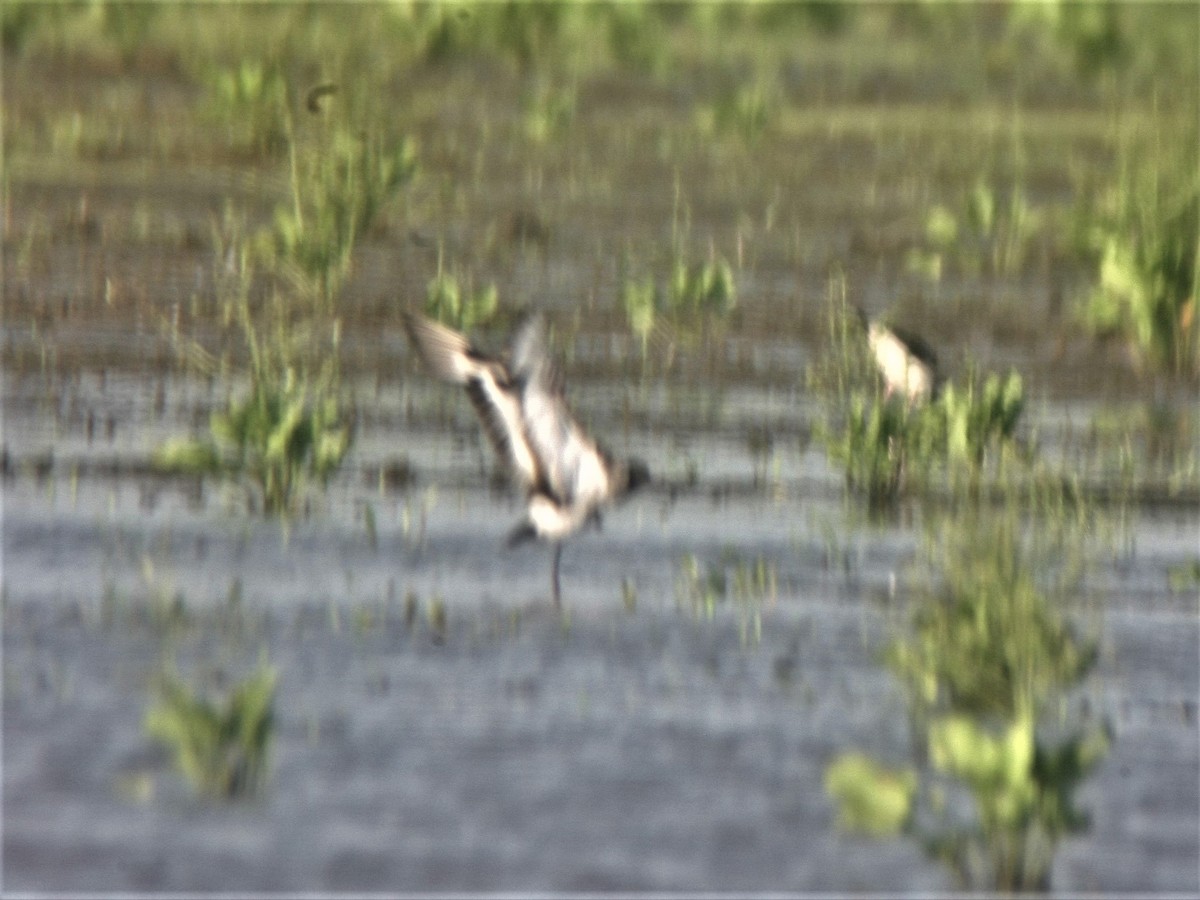 Black-tailed Godwit (European) - ML45049841