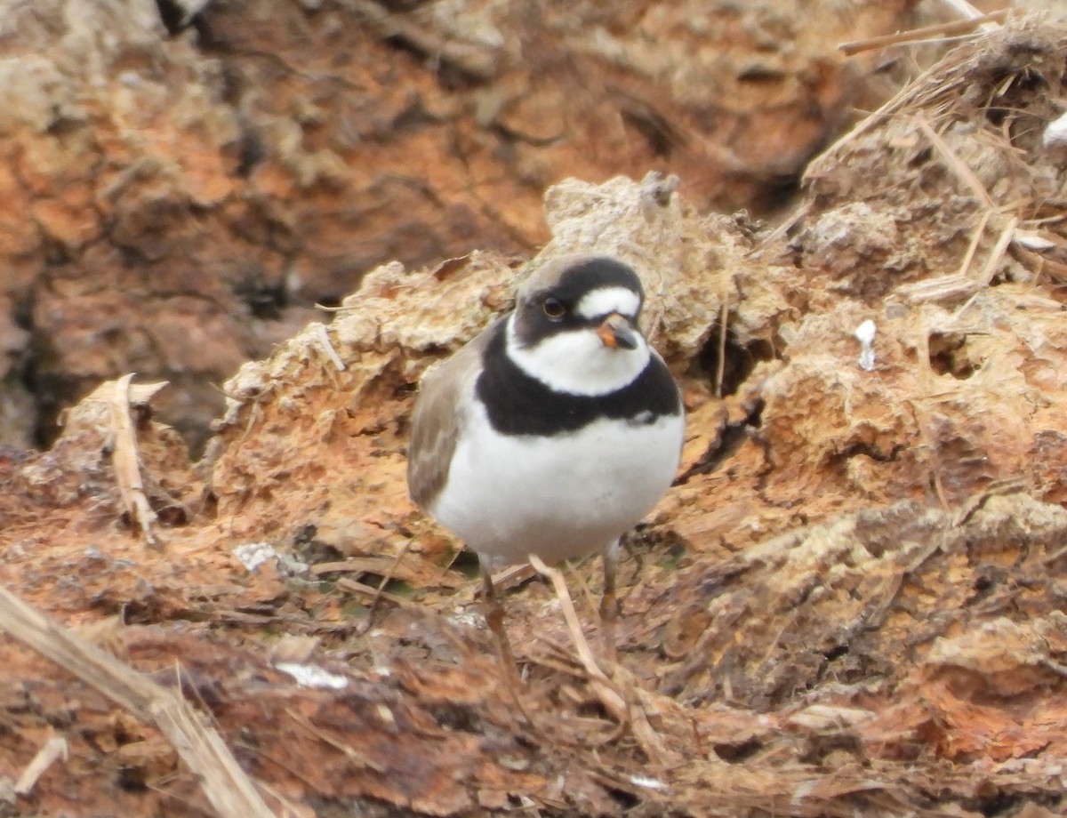 Semipalmated Plover - Tony Shrimpton