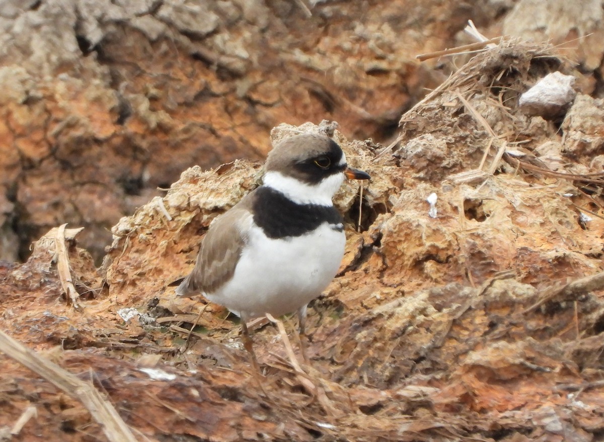 Semipalmated Plover - ML450498691