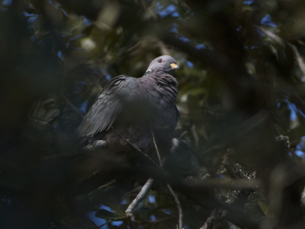 Band-tailed Pigeon - ML45049911