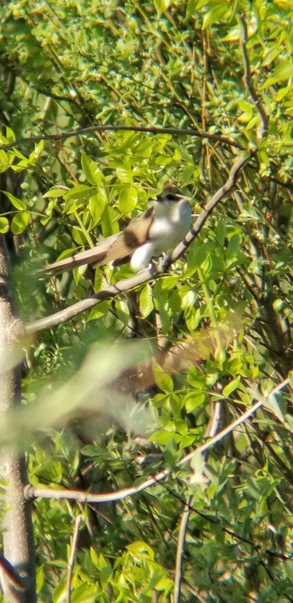 Black-billed Cuckoo - Intrinsic Nick