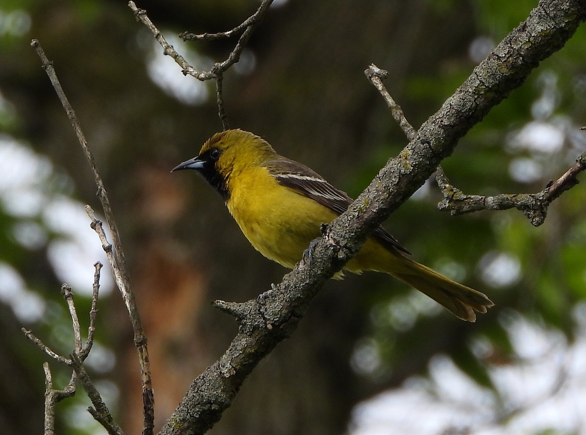 Orchard Oriole - Tony Shrimpton