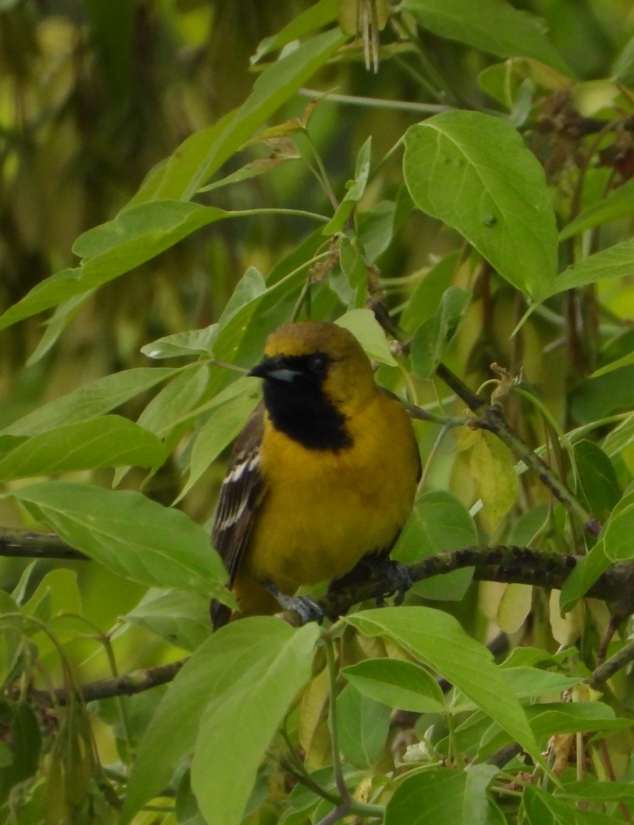 Orchard Oriole - Tony Shrimpton