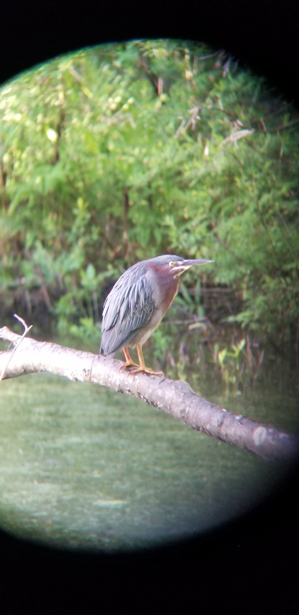 Green Heron - Intrinsic Nick