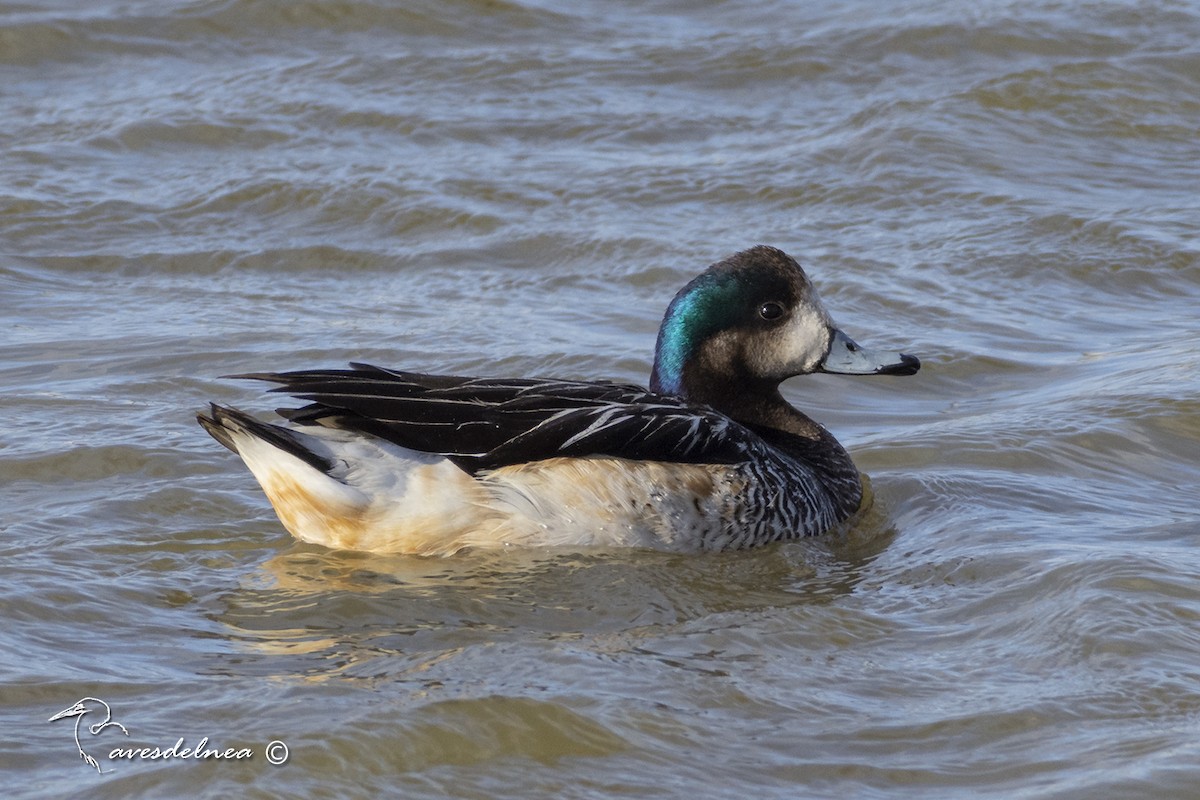 Chiloe Wigeon - ML450499381