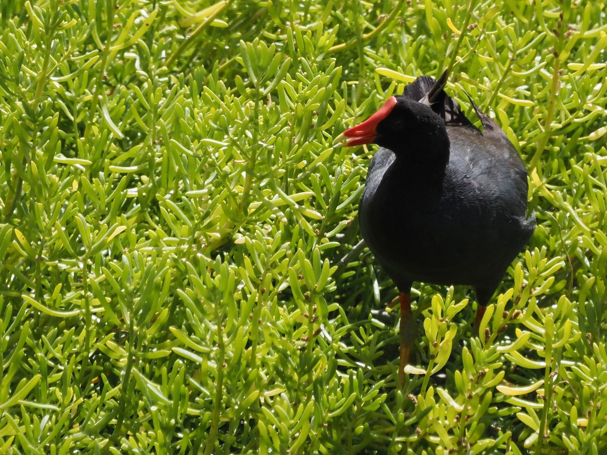 Common Gallinule (Hawaiian) - ML450499481