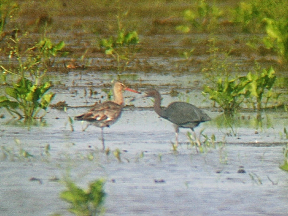 Black-tailed Godwit (European) - ML45049951