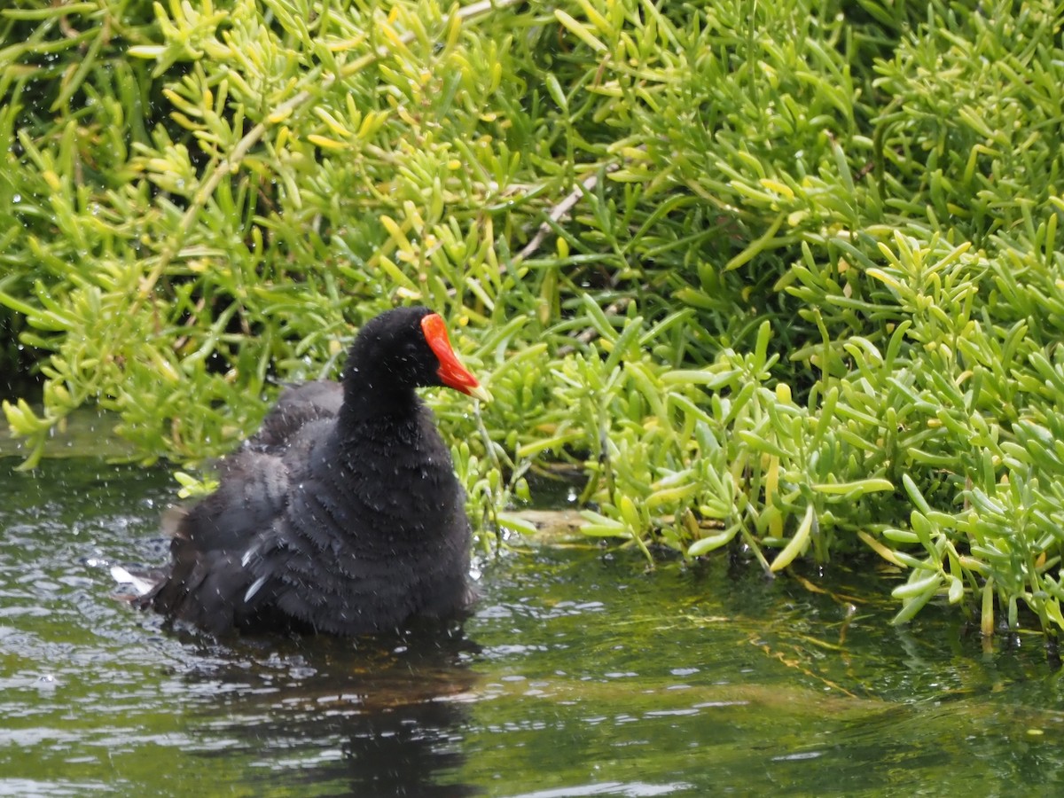 Gallinule d'Amérique (sandvicensis) - ML450499521