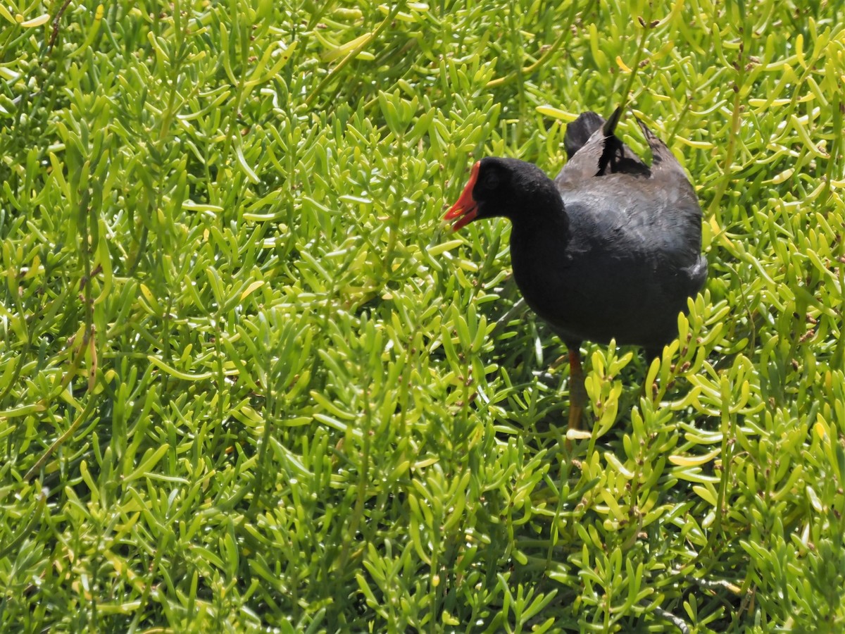 Common Gallinule (Hawaiian) - ML450499531