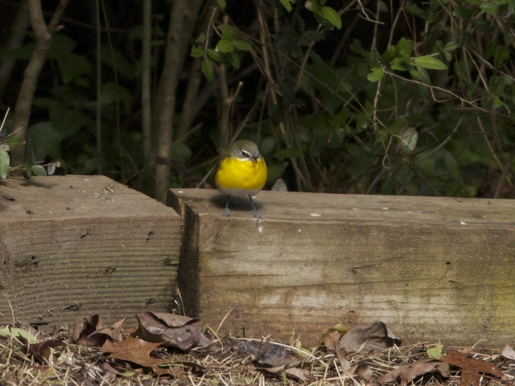 Yellow-breasted Chat - ML45049971