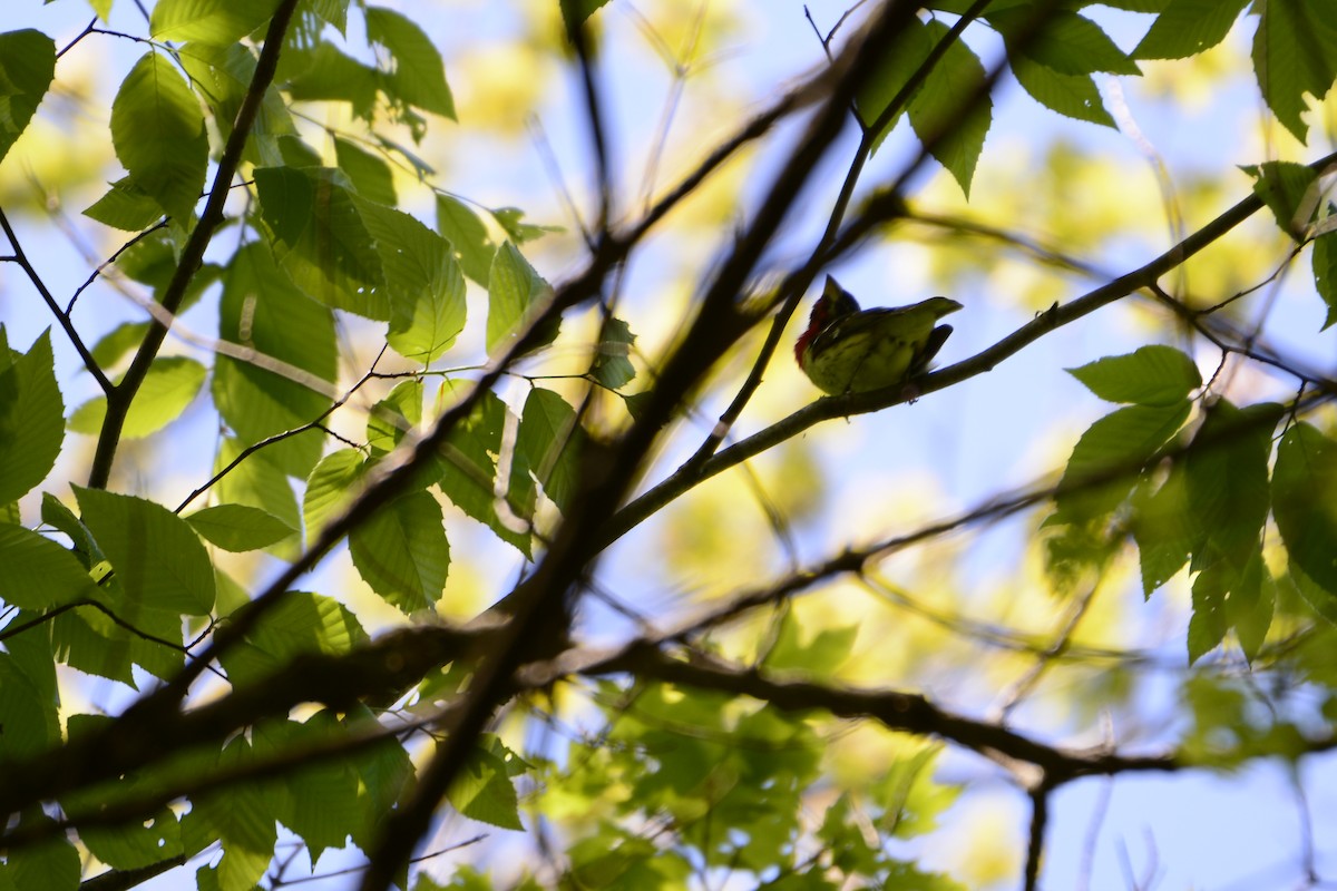 Rose-breasted Grosbeak - ML450500191