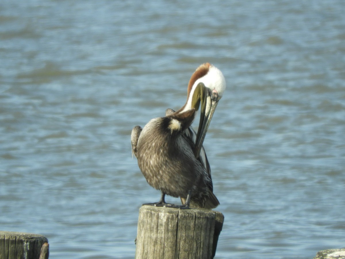pelikán hnědý - ML450500961