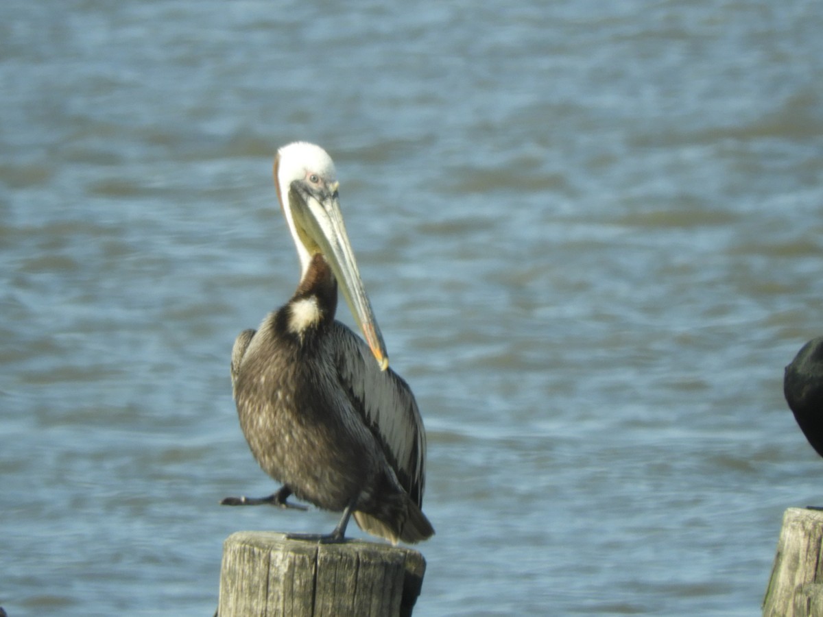 pelikán hnědý - ML450500971