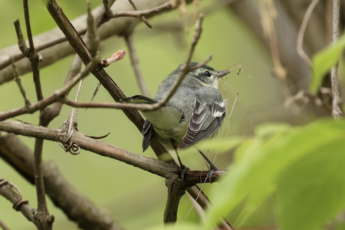 Cerulean Warbler - ML450501171