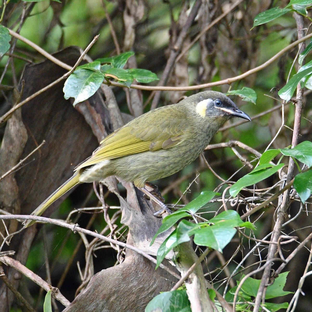 Lewin's Honeyeater - ML450501441