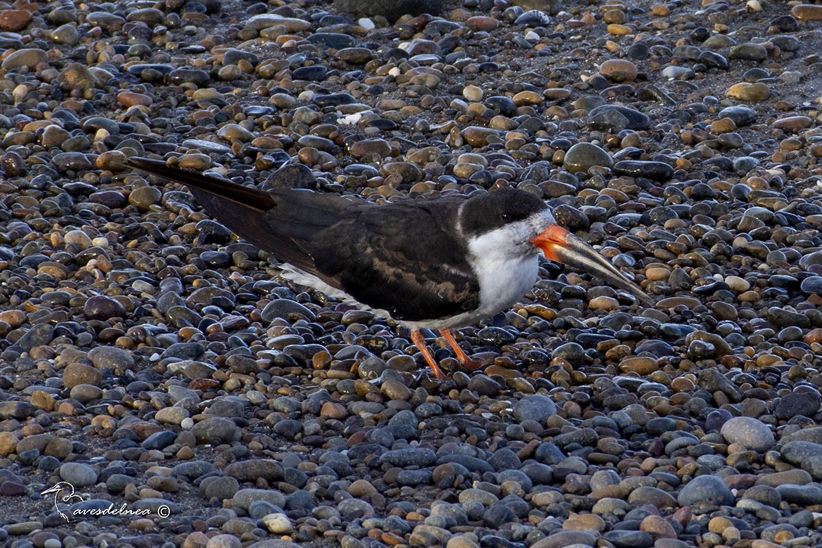 Black Skimmer - ML450501501