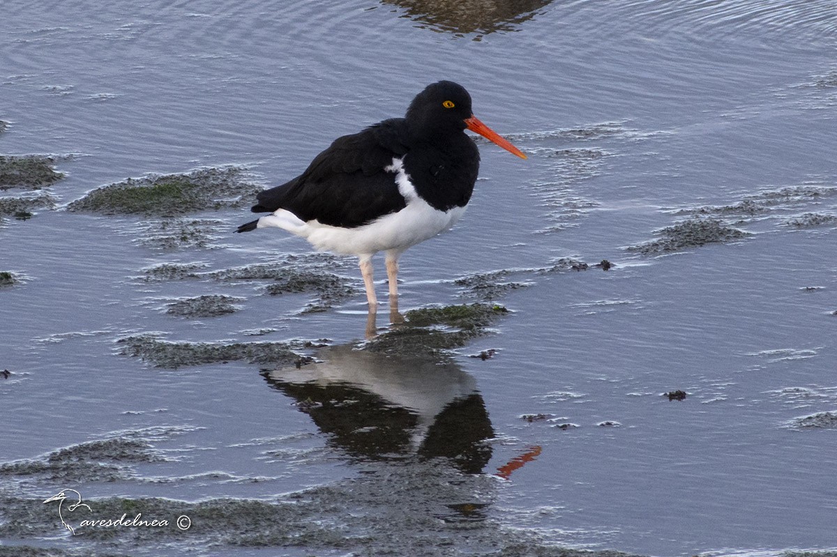 Magellanic Oystercatcher - ML450501561