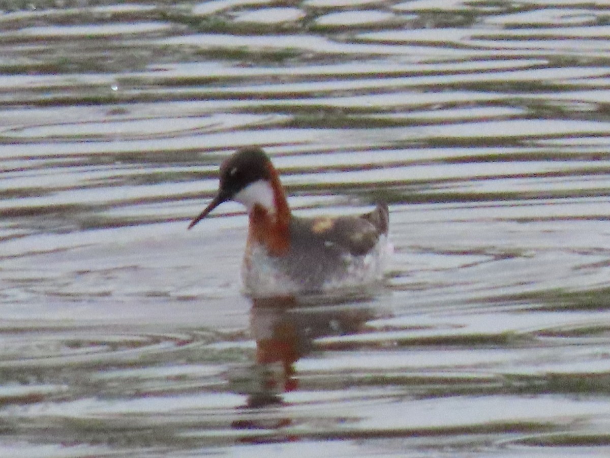 Phalarope à bec étroit - ML450501831