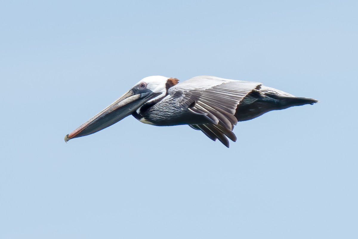 Brown Pelican - ML450502301