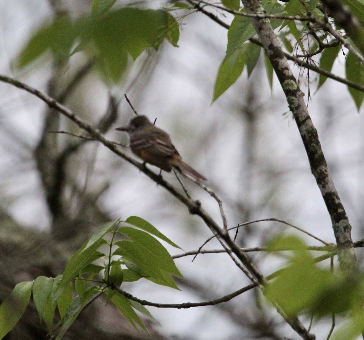 Great Crested Flycatcher - ML450502401