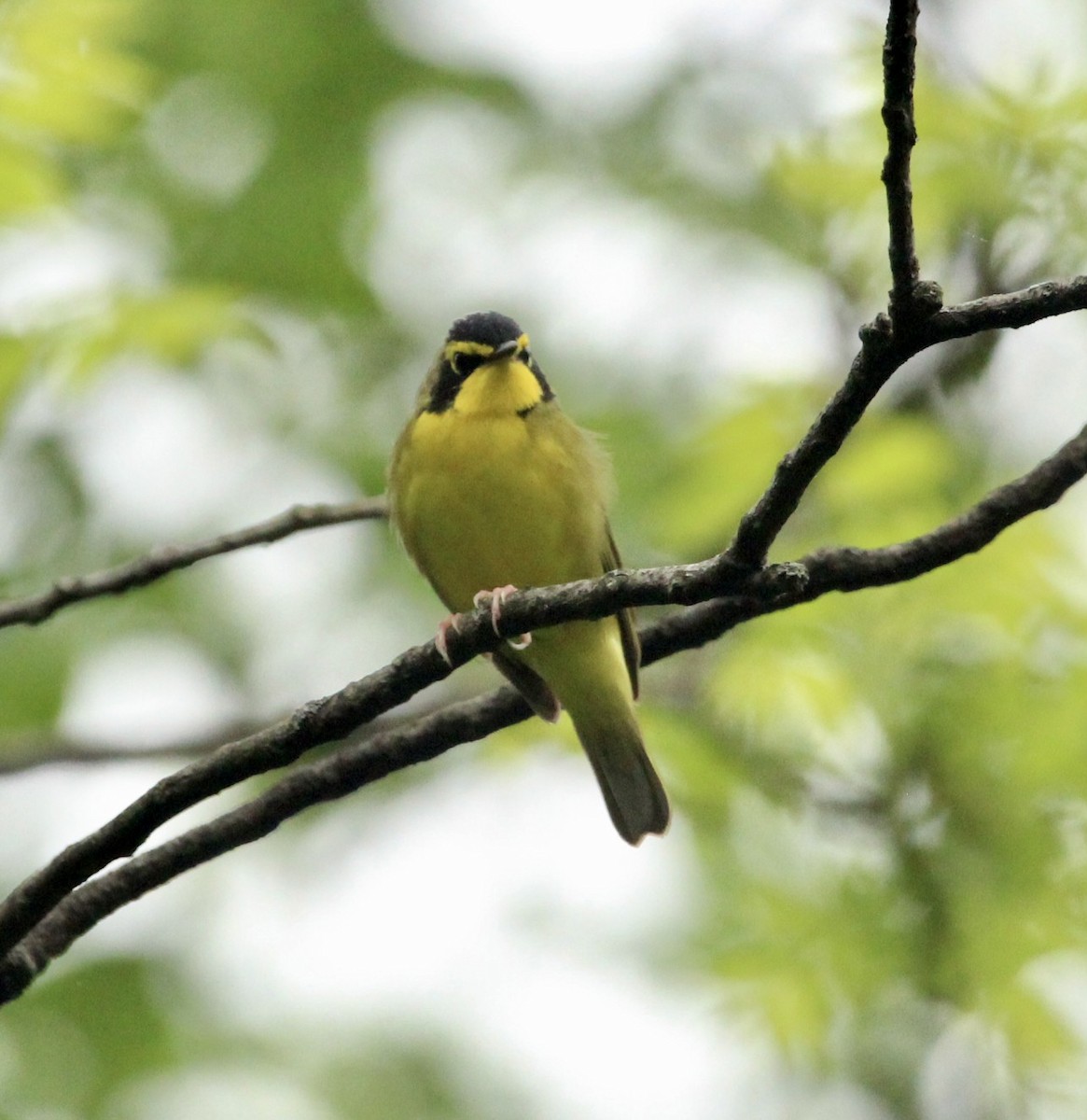 Kentucky Warbler - ML450503401