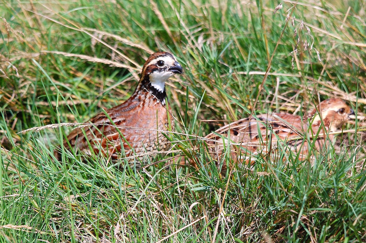 Northern Bobwhite - ML45050341