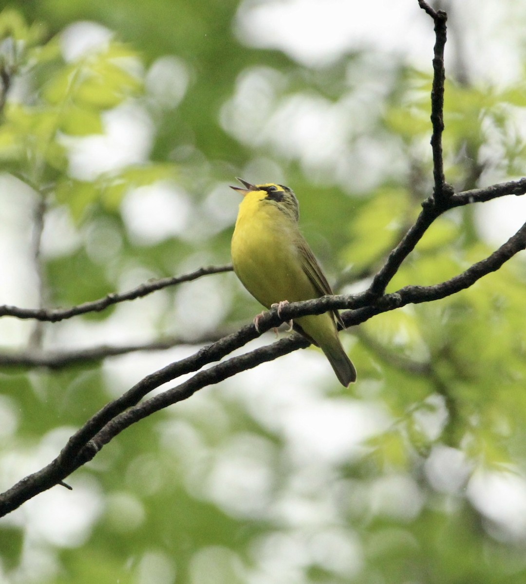 Kentucky Warbler - ML450503421