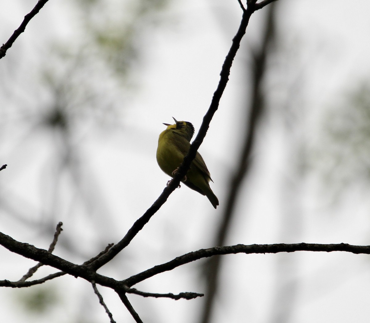 Kentucky Warbler - ML450503441